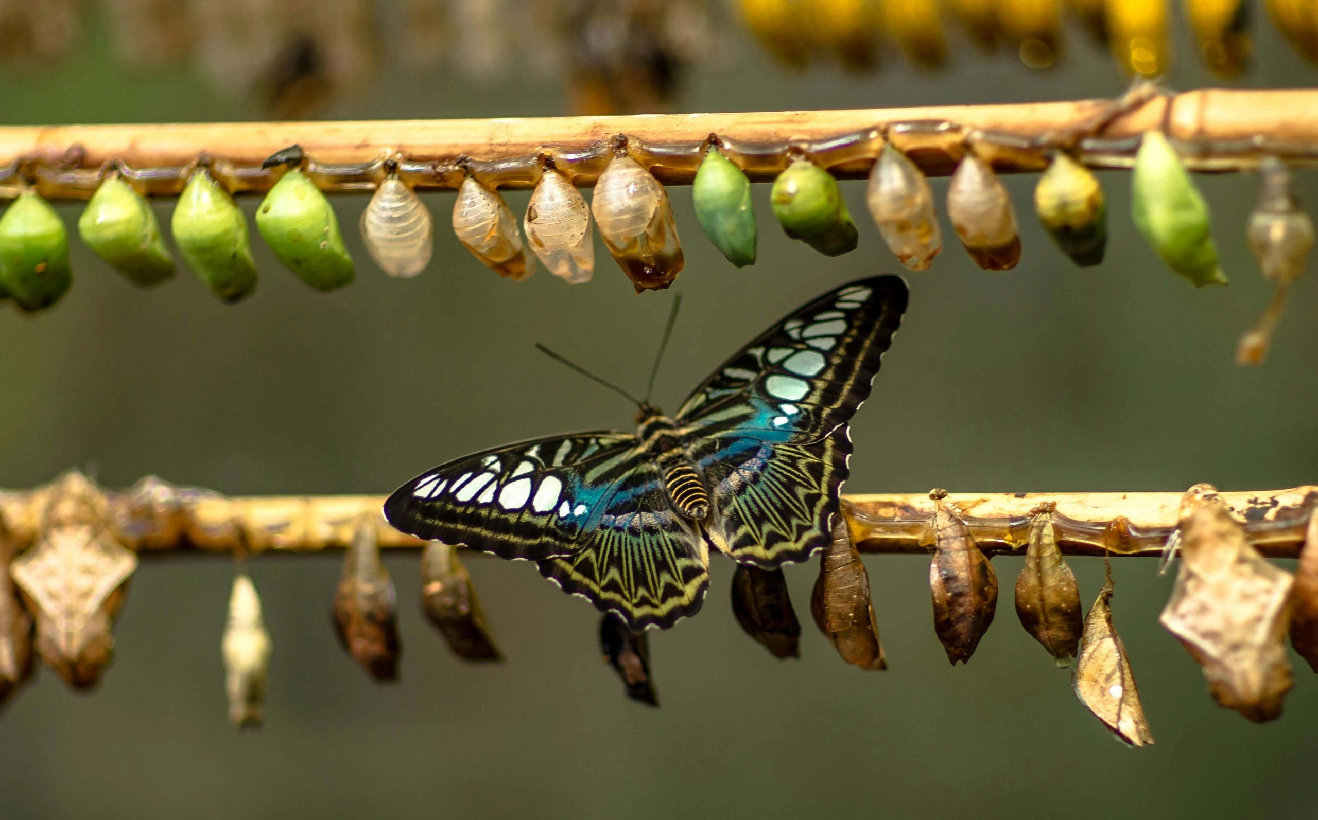 coccoon and butterfly